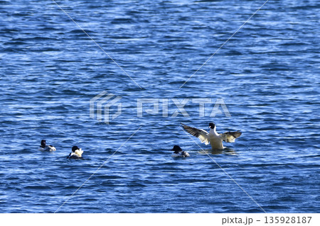 ウミアイサ 135928187