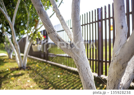 Whitewashed bark of fruit trees growing in sunny orchard garden on blurred green copy space background. Gardening and agriculture, protective procedure concept. Whitewashed bark of fruit trees growing in sunny orchard garden on blurred green copy space background. Gardening and agriculture, protective procedure concept. 135928238