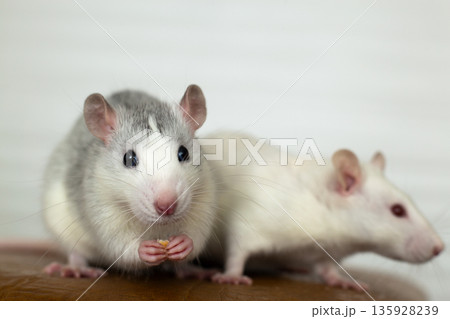 Closeup of two funny white domestic rats with long whiskers. 135928239