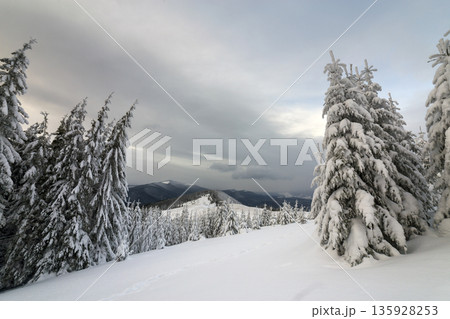 Beautiful winter mountain landscape. Tall dark green spruce trees covered with snow on mountain peaks and cloudy sky background. Beautiful winter mountain landscape. Tall dark green spruce trees covered with snow on mountain peaks and cloudy sky background. 135928253