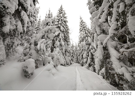 Beautiful winter landscape. Dense mountain forest with tall dark green spruce, path in white clean deep snow on bright frosty winter day. Beautiful winter landscape. Dense mountain forest with tall dark green spruce, path in white clean deep snow on bright frosty winter day. 135928262