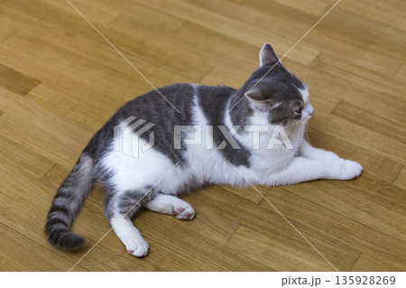 Young nice small white and gray domestic cat kitten laying relaxed on wooden floor indoors. Keeping animal pet at home, concept. Young nice small white and gray domestic cat kitten laying relaxed on wooden floor indoors. Keeping animal pet at home, concept. 135928269