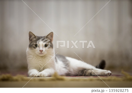 Portrait of nice white and gray domestic cat with big round green eyes laying relaxed outdoors on blurred light sunny copy space background. Animal world concept. Portrait of nice white and gray domestic cat with big round green eyes laying relaxed outdoors on blurred light sunny copy space background. Animal world concept. 135928275