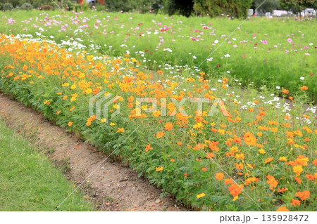 可愛い　キバナコスモスの花 135928472