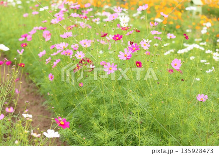 爽やか　コスモスの花 135928473