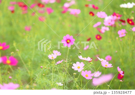 可愛い コスモスの花 可愛い コスモスの花 135928477