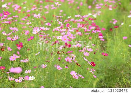 可愛い　コスモスの花 135928478