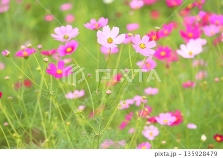 可愛い コスモスの花 可愛い コスモスの花 135928479