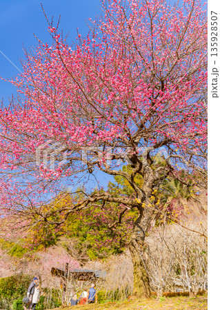 （静岡県）熱海梅園　満開の梅を花見する観光客 135928507
