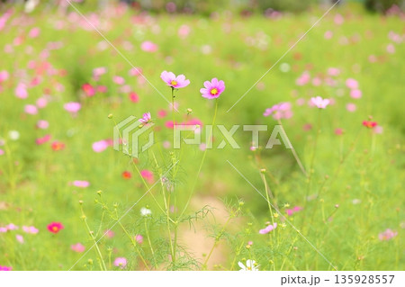 可愛い コスモスの花 可愛い コスモスの花 135928557