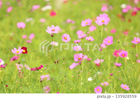 可愛い　コスモスの花 135928559