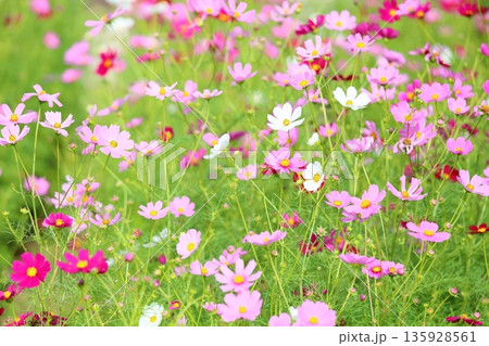 爽やか　コスモスの花 135928561