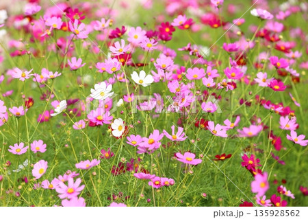 爽やか コスモスの花 爽やか コスモスの花 135928562