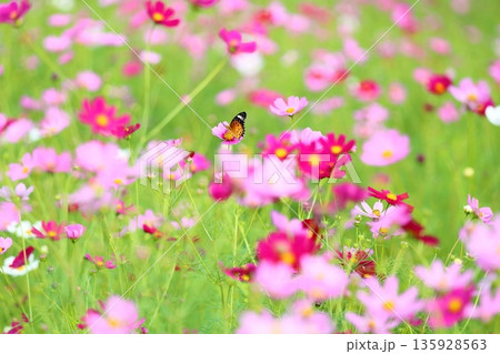 爽やか コスモスの花 蝶吸密 爽やか コスモスの花 蝶吸密 135928563