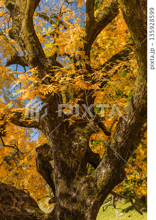 日本 岡山県備前市閑谷にある旧閑谷学校の楷の木の紅葉 日本 岡山県備前市閑谷にある旧閑谷学校の楷の木の紅葉 135928599