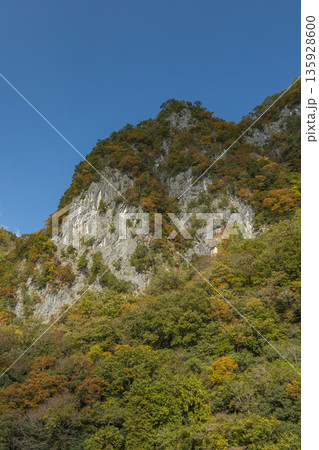 日本　岡山県新見市井倉にある井倉峡の絶壁と紅葉 135928600