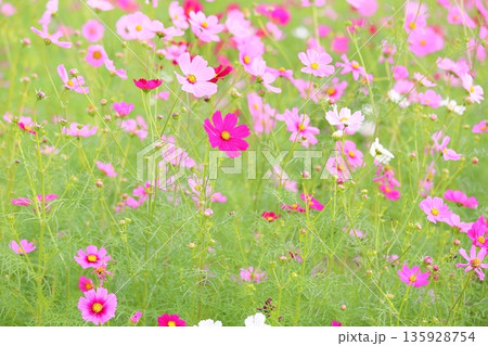 可愛い コスモスの花 可愛い コスモスの花 135928754