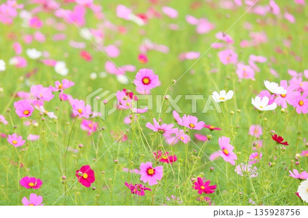 可愛い コスモスの花 可愛い コスモスの花 135928756