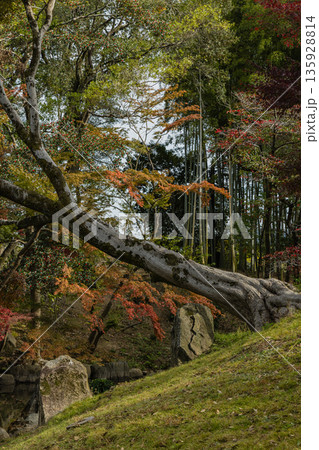 日本 岡山県岡山市北区後楽園の日本庭園内にある花葉の池と紅葉 日本 岡山県岡山市北区後楽園の日本庭園内にある花葉の池と紅葉 135928814