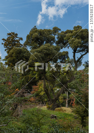日本　岡山県岡山市北区後楽園の日本庭園の風景 135928817