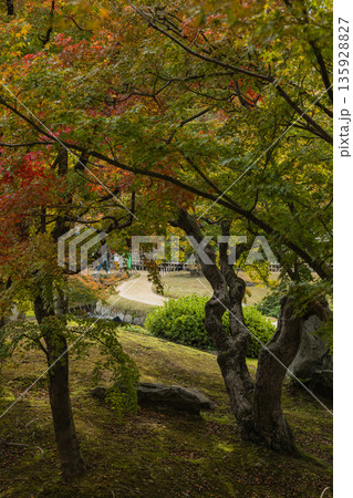 日本　岡山県岡山市北区後楽園の日本庭園の紅葉 135928827