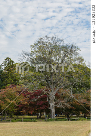 日本 岡山県岡山市北区後楽園の日本庭園の紅葉 日本 岡山県岡山市北区後楽園の日本庭園の紅葉 135928832