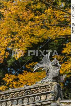 日本　岡山県岡山市北区にある後楽園の鯱鉾と紅葉 135928843