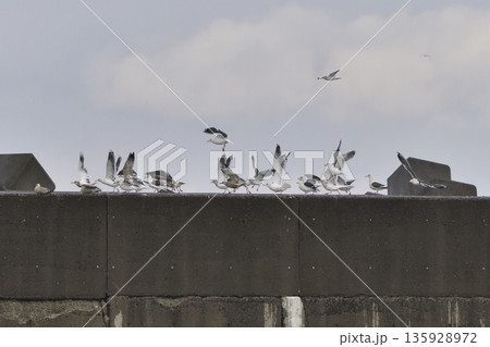 オオセグロカモメ 135928972