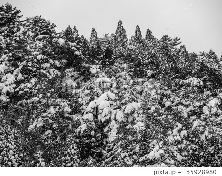 兵庫県宍粟市のちくさ高原スキー場の雪景色 135928980