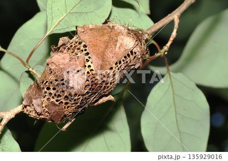 クスサンの繭 135929016