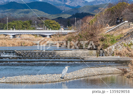 冬の鴨川風景 京都市 冬の鴨川風景 京都市 135929058