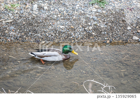 マガモ（オス）　京都市鴨川 135929065