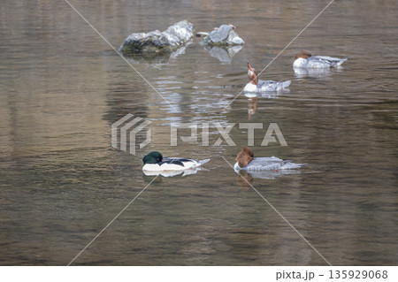 川面を漂いながら居眠りするカワアイサ　京都市鴨川 135929068