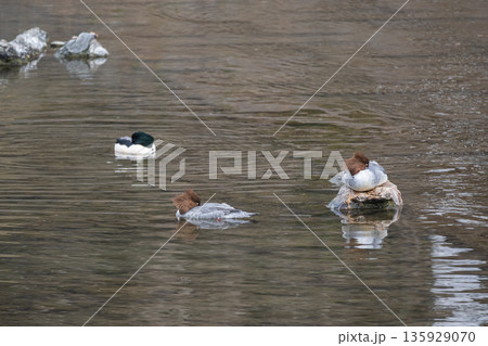 カワアイサ 京都市鴨川 カワアイサ 京都市鴨川 135929070