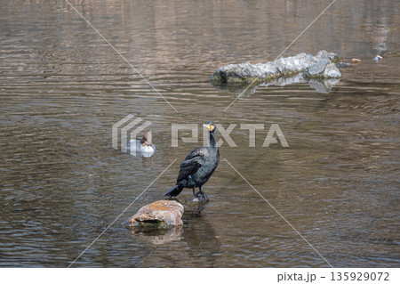 カワウとカワアイサ 京都市鴨川 カワウとカワアイサ 京都市鴨川 135929072