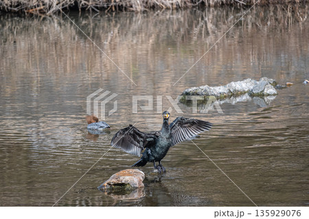 羽を広げるカワウ　京都市鴨川 135929076