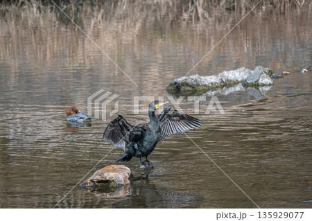 羽を広げるカワウ 京都市鴨川 羽を広げるカワウ 京都市鴨川 135929077