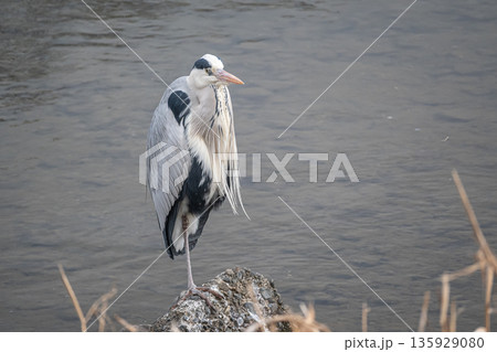 川の中の岩の上に立つアオサギ 京都市鴨川 川の中の岩の上に立つアオサギ 京都市鴨川 135929080