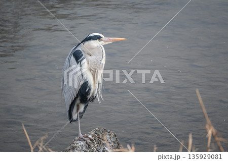 川の中の岩の上に立つアオサギ 京都市鴨川 川の中の岩の上に立つアオサギ 京都市鴨川 135929081