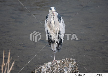 川の中の岩の上に立つアオサギ　京都市鴨川 135929088