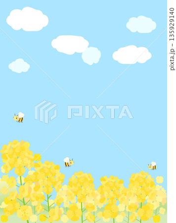 青空に映える菜の花畑をイメージしたイラスト　縦型バージョン 135929140