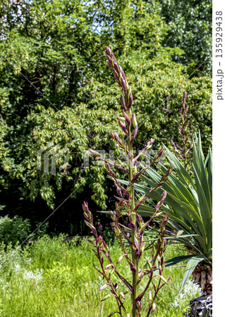 Yucca in May at the Nitra Botanical Garden in Slovakia. Yucca buds. Yucca is a common plant in Central America. It is a genus of evergreen plants in the subfamily Agavoideae of the family Asparagaceae Yucca in May at the Nitra Botanical Garden in Slovakia. Yucca buds. Yucca is a common plant in Central America. It is a genus of evergreen plants in the subfamily Agavoideae of the family Asparagaceae 135929438
