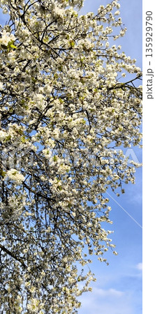 Flowering tree branch against blue sky 135929790