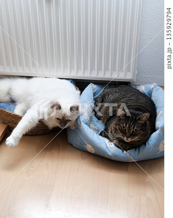 Two cute cats are relaxing together in a cozy bed, snuggling up to a warm radiator Two cute cats are relaxing together in a cozy bed, snuggling up to a warm radiator 135929794