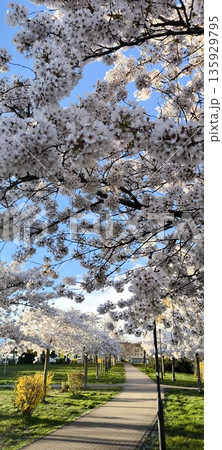 Blooming Sakura on city alleys Blooming Sakura on city alleys 135929795
