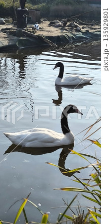 Two swans with black necks swim in a pond 135929801