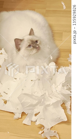 A curious white Birman cat, having torn toilet paper into small pieces, is resting on the laminate. 135929826