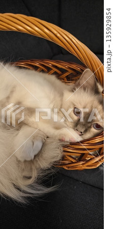 A cute fluffy Birman cat peeks out of a wicker basket 135929854