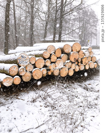 Snow-covered logs stacked by the road in the forest, winter logging Snow-covered logs stacked by the road in the forest, winter logging 135929866