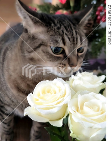 A domestic tabby cat eats fresh white rose petals on a table in a cozy interior 135929922